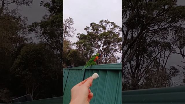 Lorikeets and cockatoos paid us a visit 🦜😇 Попугайчики навестили смотреть онлайн