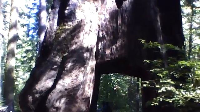Sequoia Tunnel Tree смотреть онлайн