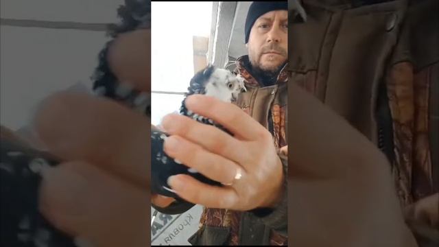 Узбекские голуби Денис Краснодар Россия +7 999 413-64-88 Pigeons الحمام Tauben merpati 24/01/24 смотреть онлайн
