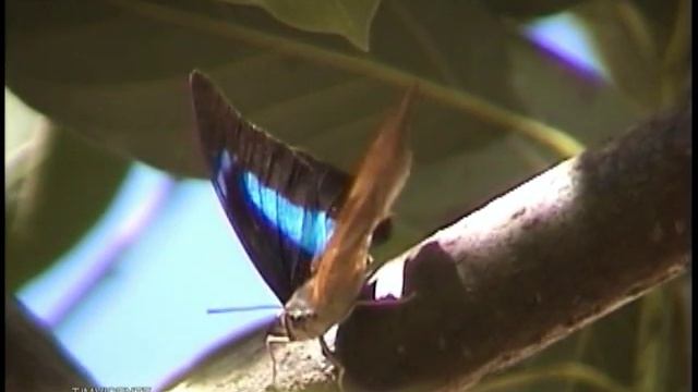 BORBOLETAS, SÍMBOLOS, CAMINHOS... DISCO 9 смотреть онлайн