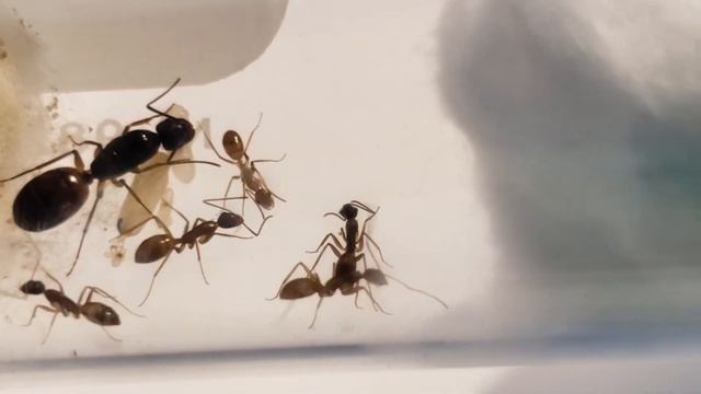 La Camponotus Atriceps sp смотреть онлайн