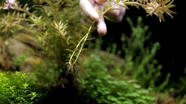Rotala Rotundifolia смотреть онлайн