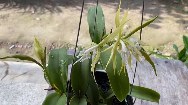 Epidendrum Ciliare