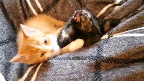 САМЫЕ МИЛЫЕ МАЛЫШИ😍Милые котики. Смешные коты. Смешные животные. Cute kittens Cute Teddy kittens