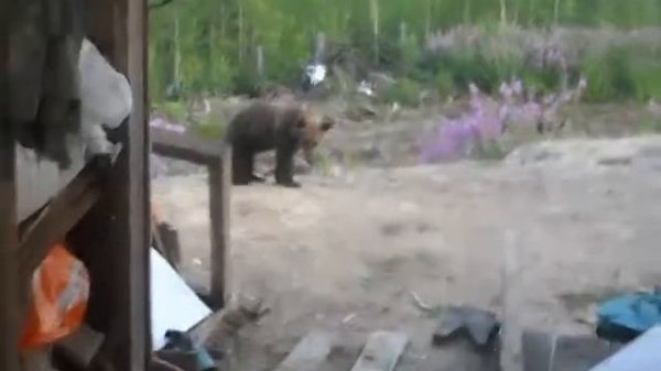 Медведица пришла с медвежатами к людям