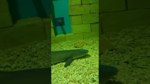 Самарский Океанариум. Акулы смотреть онлайн