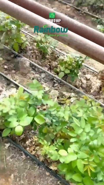 В цветочных теплицах была проведена обработка инсектоакарицидом АБАМАТ® против паутинного клеща. смотреть онлайн