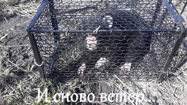 КАРБЫШ ИЛИ ХОМЯК ОБЫКНОВЕННЫЙ! 🙂