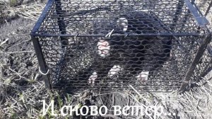 КАРБЫШ ИЛИ ХОМЯК ОБЫКНОВЕННЫЙ! 🙂