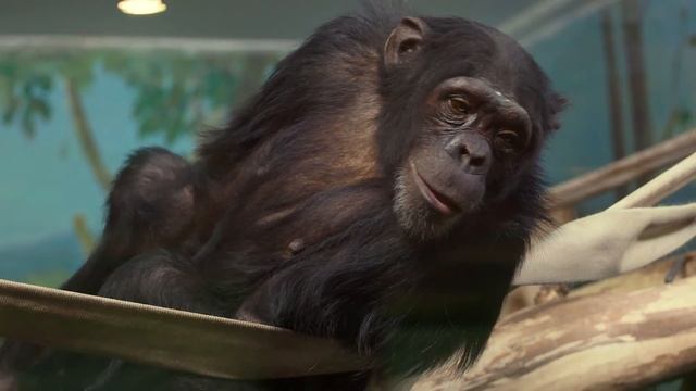 Шимпанзе лакомится козюлями смотреть онлайн