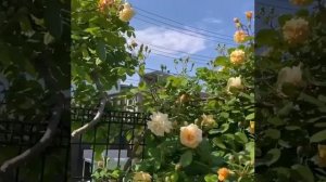 Плетистая роза «Buff Beauty» (Бафф Бьюти).