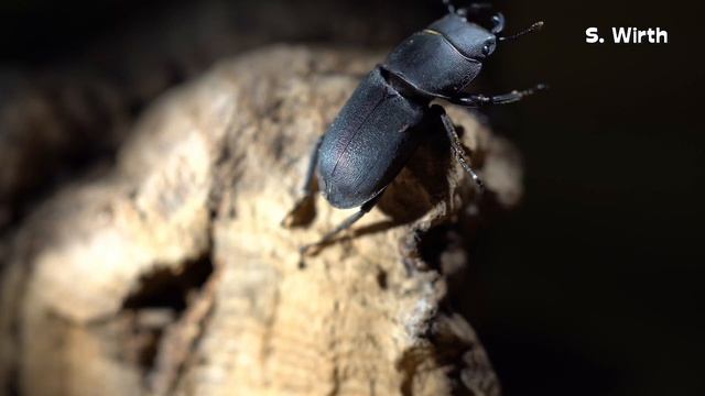 Dorcus beetle female from Olive Plantation in Southern Italy смотреть онлайн