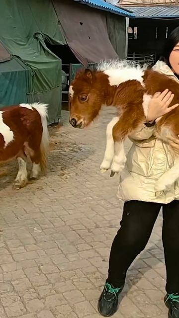 Smallest Miniature Pony смотреть онлайн