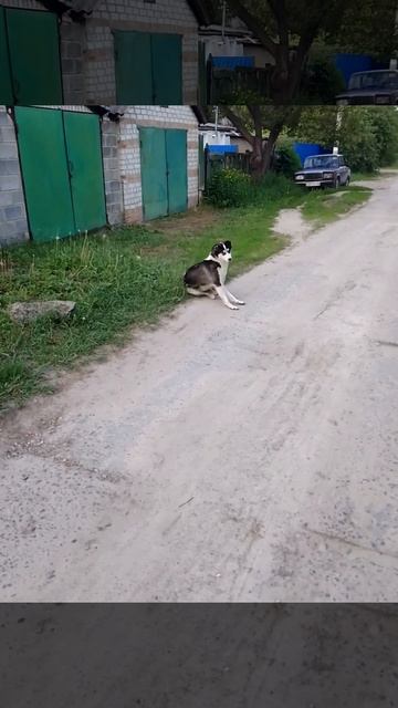 Чёрно-белый пёсик #собачка #песик #пёс #пес #doggies #doggieshorts #doggydoggy #собачки #собаки смотреть онлайн