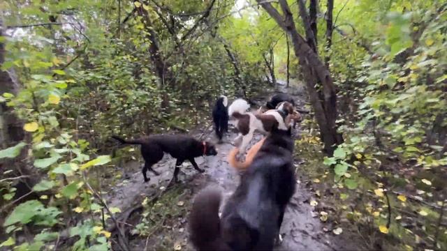 Woofer Walk/Mon.Morn.(1) смотреть онлайн