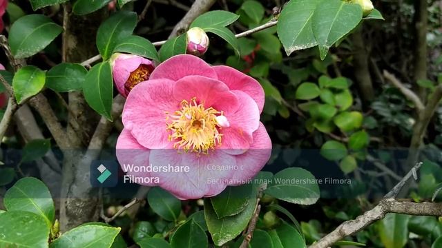 Весенние Лазаревские цветы 2021 смотреть онлайн