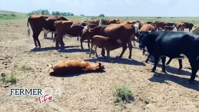 Құлындар осылай жоғалады смотреть онлайн