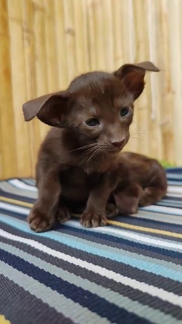 ориентальные котята. шоколадная девочка в экстремальном типе. ТГ hihelenn смотреть онлайн