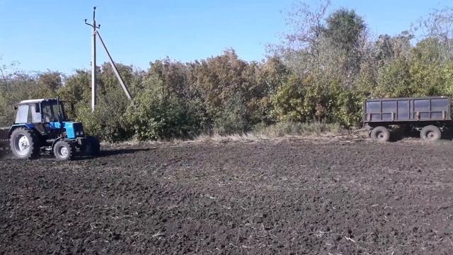 Сеем пшеницу Антоновка/Сталева смотреть онлайн