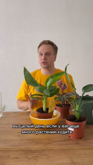 Мой нелюбимый способ полива 🤨 #полив #plant #flowers #фикус смотреть онлайн