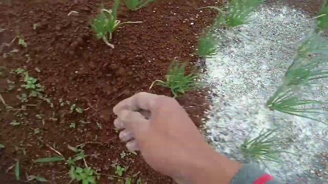pemberian kapur dolomit pada bawang merah umur 1 minggu смотреть онлайн