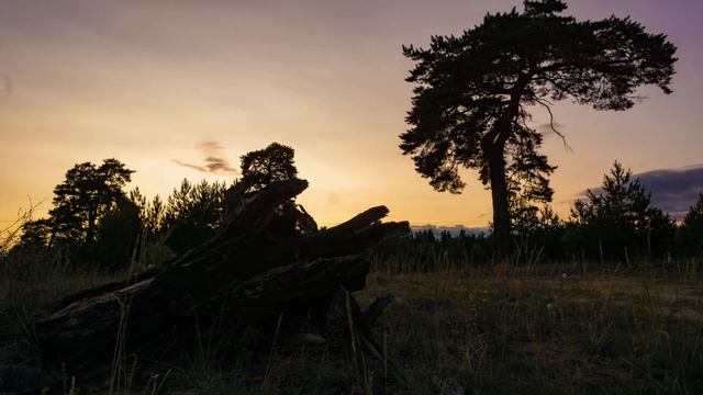 сосна и коряга свет смотреть онлайн