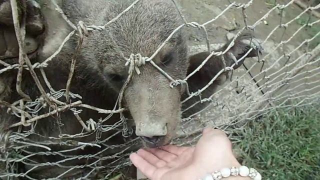 Медвежонок кряхтит смотреть онлайн