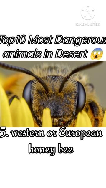 Top 10 most Dangerous animals in Desert 😱😱😱 #shorts #snake #kangaroo #moniter смотреть онлайн