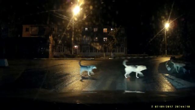 Собаки умнее некоторых людей! смотреть онлайн