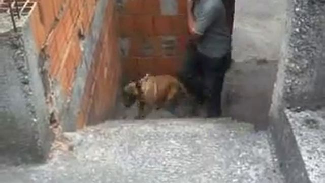 Malinoe (3 meseca) - Penjanje uz stepenice смотреть онлайн