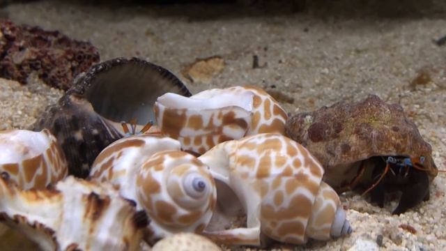 Calcinus Laevimanus Hermit Crab