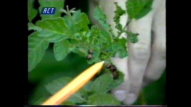 2002 г. аст: Для вас, садоводы: картофель смотреть онлайн