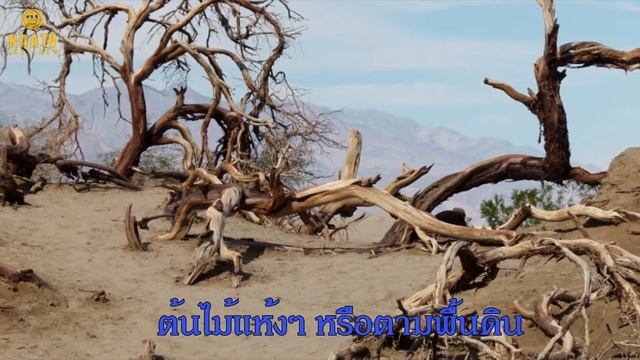 Fish Hook Ant มดตะขอเบ็ด | สารคดี | N A A TV Thailand смотреть онлайн