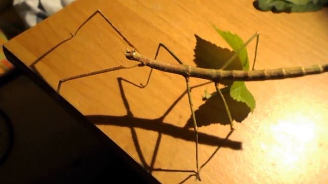Patyczak Rogaty Imago - Stick Insect Imago (Medauroidea Extradentata)