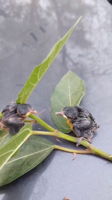 ❤🌳#Hummingbird baby 🐤🍋 growing#rural life#shorts смотреть онлайн