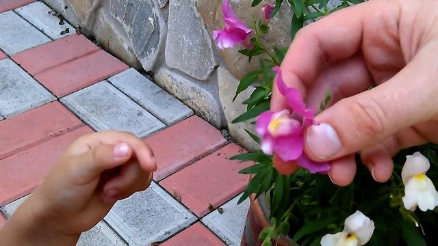 Маленькая Аришка открывает цветочки собачки смотреть онлайн