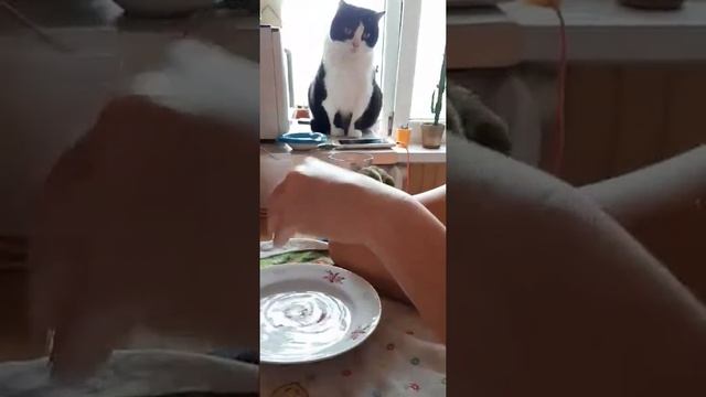 Неразлучник купается смотреть онлайн