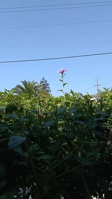 Ancient Hibiscus: Moon Phone смотреть онлайн