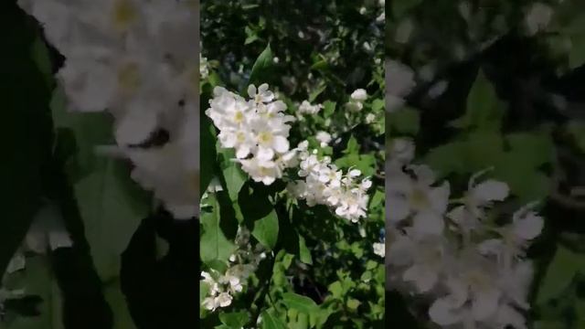 Черемуха в цвету. Запах по всему городу! смотреть онлайн