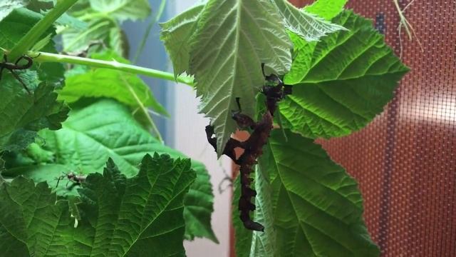 Young extatosoma tiaratum chows down on blackberry смотреть онлайн