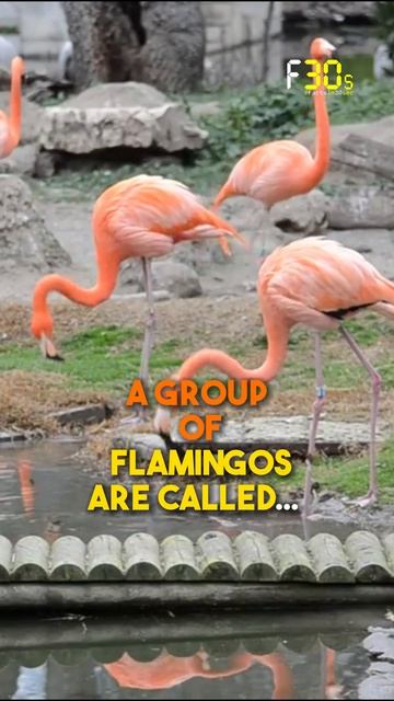 A Group of Flamingos....? #flamingo #animalfacts смотреть онлайн