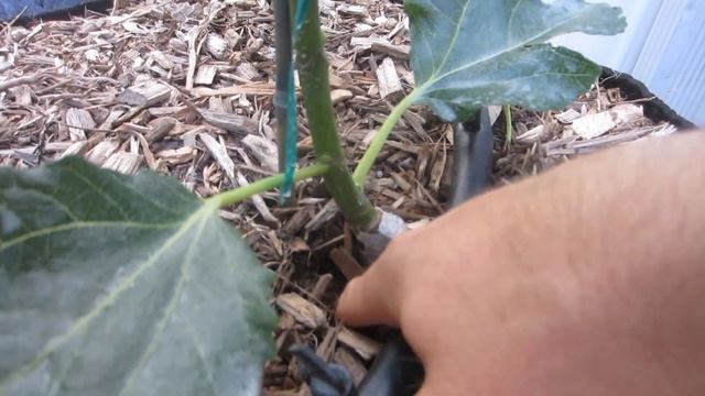 Fig Orchard Tour - Part 2 смотреть онлайн