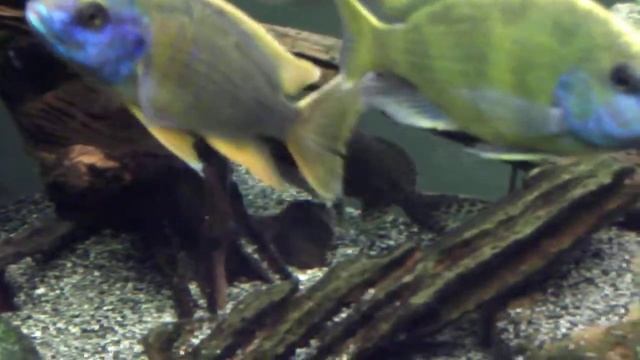 Africans & Synodontis Spec 1 смотреть онлайн