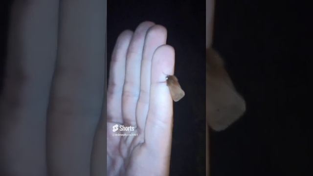 Phragmatobia fuliginosa, L’Écaille cramoisie ? смотреть онлайн