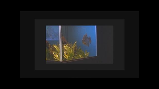 Black Piranha, Lucifer смотреть онлайн