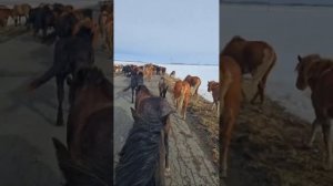 Русский тяжеловоз в прямом эфире!