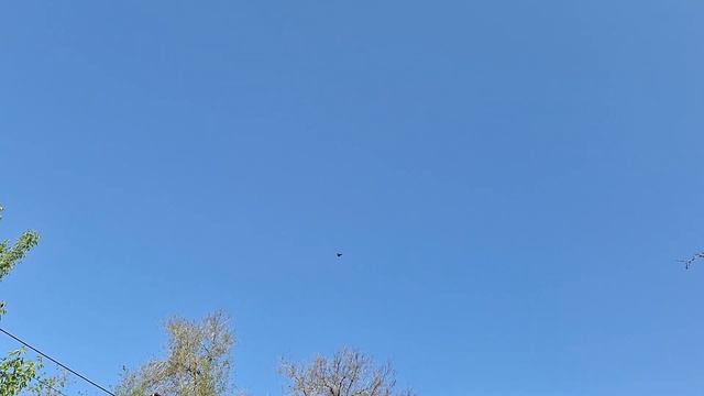 Проверка небом подарочного голубя. #голуби смотреть онлайн