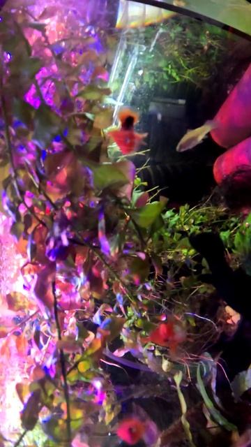#аквариум #aquarium #аквариумныерыбки #меченосцы