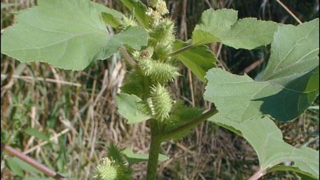 Plants for herbarium//Wild plants for herbarium смотреть онлайн
