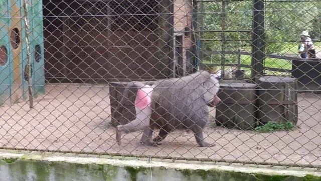 Babuíno sagrado (Papio hamadryas) смотреть онлайн